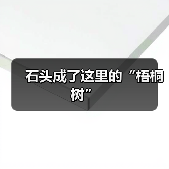 石头成了这里的“梧桐树”(图2) 石头成了这里的“梧桐树”(图2)